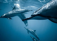 半岛体育在线：从屏幕到心跳的球赛之旅